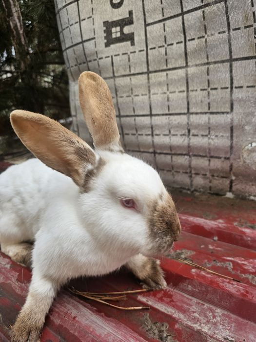 Кролики калифорнийские