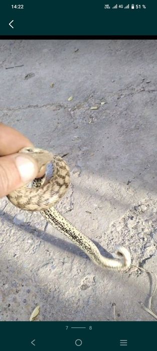 Колбар Жылан сатылады