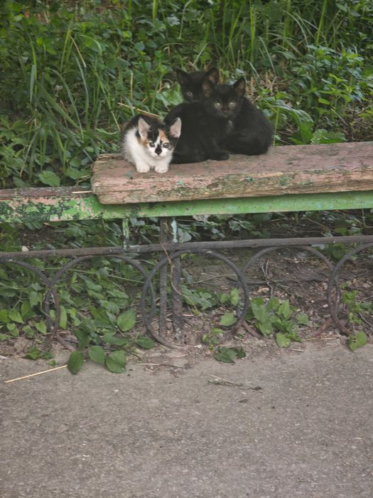 Котенца търсят дом Варна