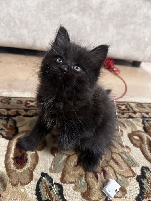 Отдам котят в добрые руки