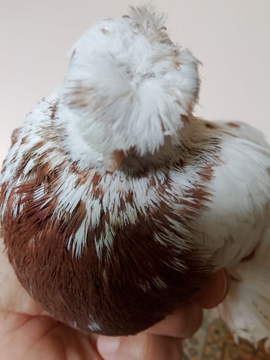 Голуби.капканы двухчубые