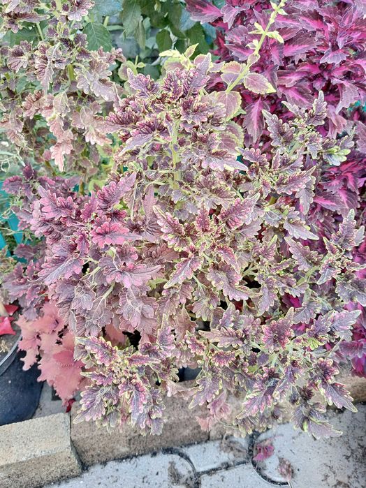 Колеусы разных видов