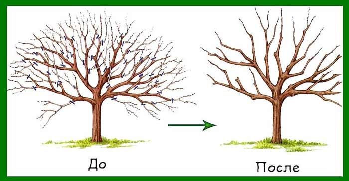 Обрезка плодовых деревьев