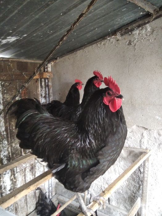 Vind cocoș australop