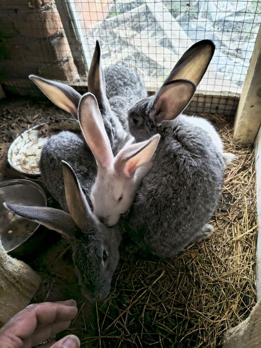 домашни заици за колене или разплод