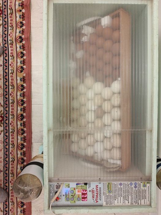 Инкубатор Матрица Дели