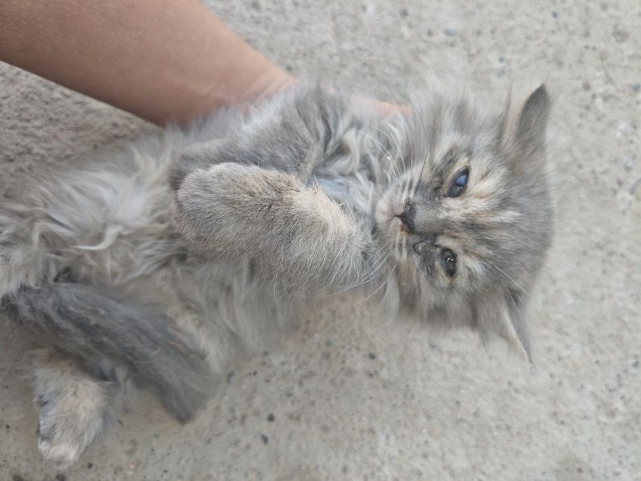 Отдам котят на хорошие руки