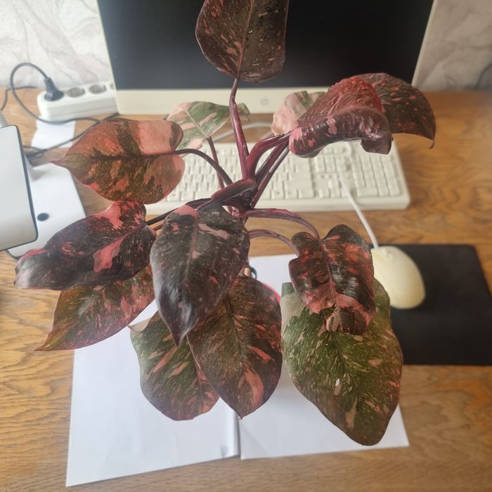 Филодендрон розовая принцесса галакси