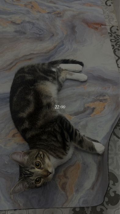 Отдам котенка в хорошие руки