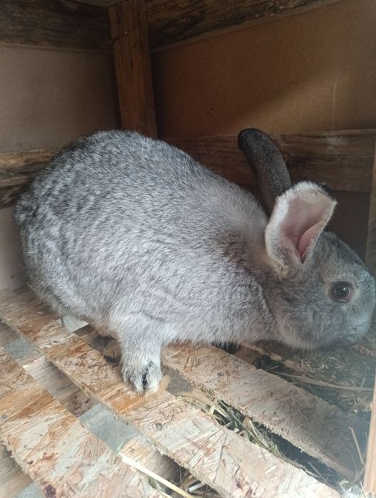 Продам кролик или обмен