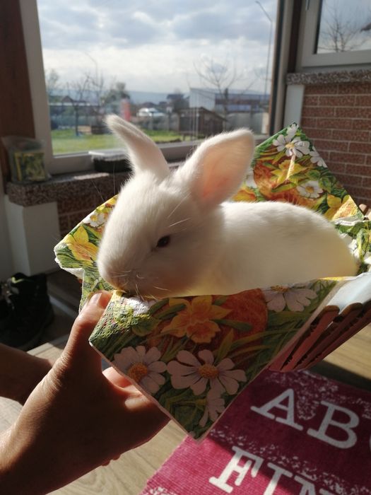 "Pufuleți", de vânzare. UB. Fătați pe 19.03.