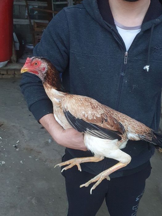 Toza mokiyonla sotiladi