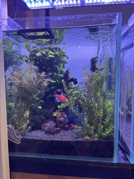 Два аквариума с тумбой и всем содержимым