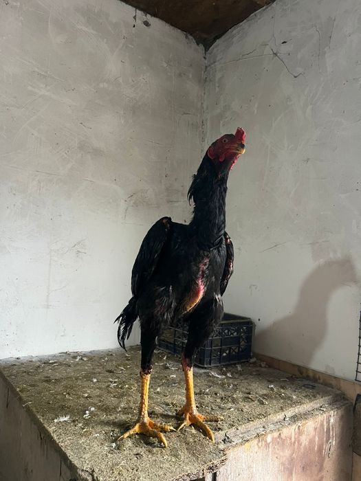 Дакан , Петух , Есик