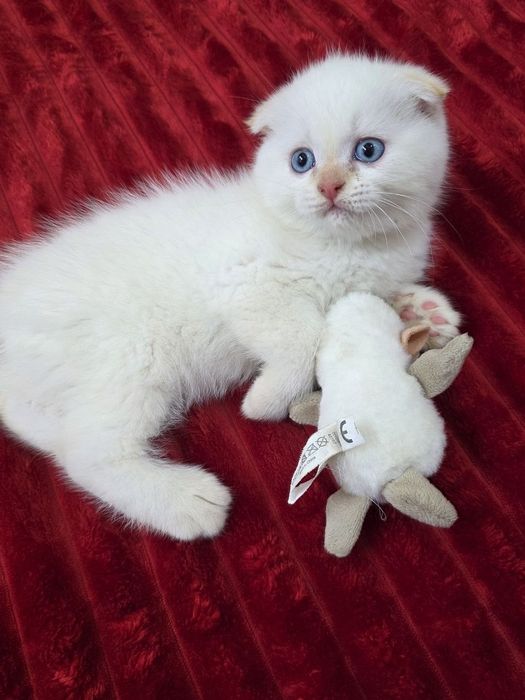 Котята мимишные.
