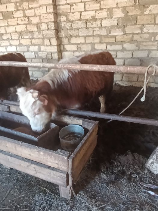 Баспақ сатылады.