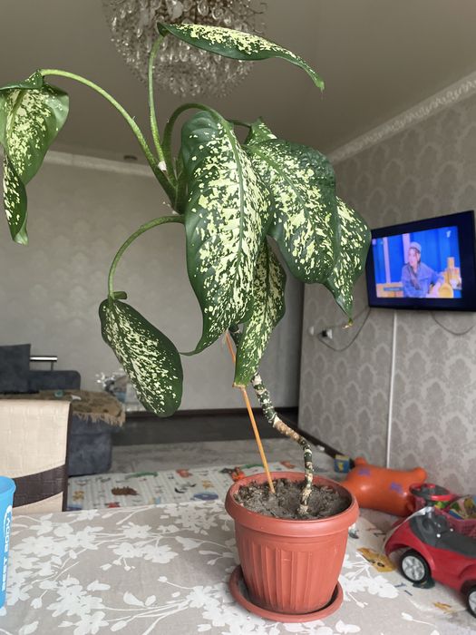 продам комнатное растение