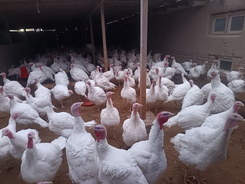 Kurka sotiladi Индук сотилади