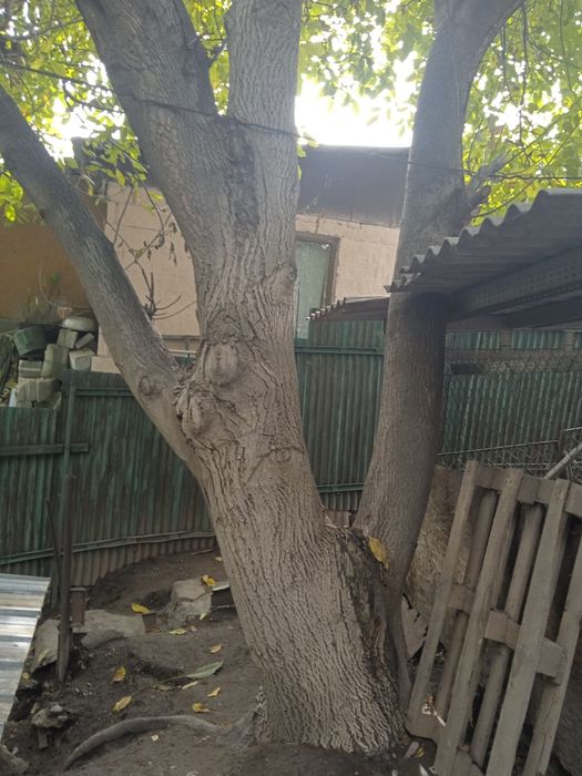 Продам Ореховое дерево