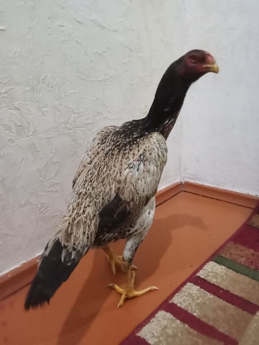 Курица даканка куры