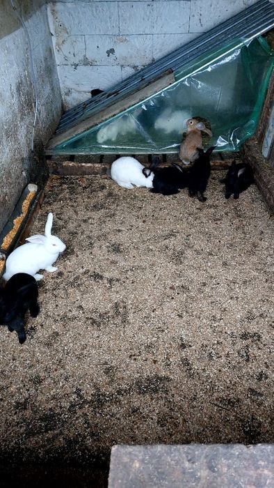 Vând Iepuri Uriași de Transilvania și Hicole Francez