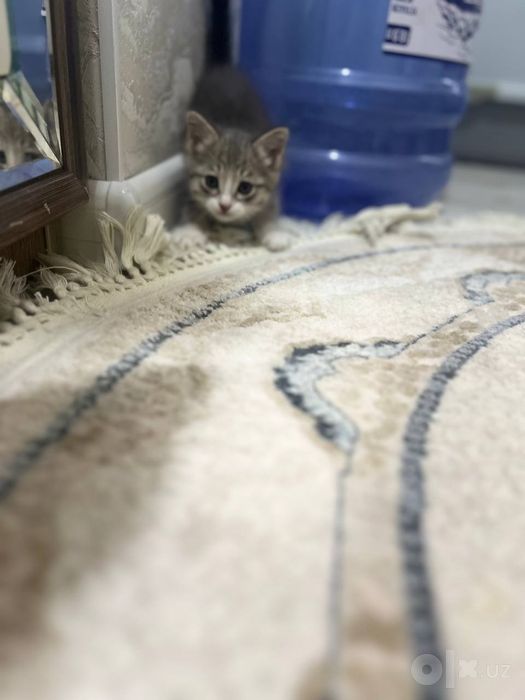 Срочно     кошка