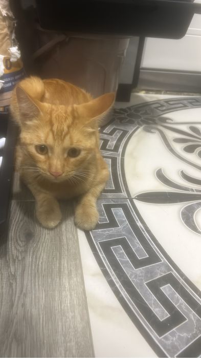 Отдам попрдистого кота в добрые руки