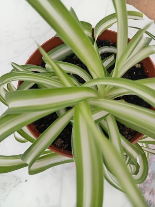 Продам комнатное растение