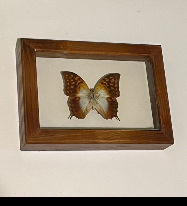 Картини с уникални видове пеперуди от цял свят