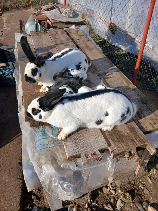 Iepurași fluture german disponibili în Țigănești