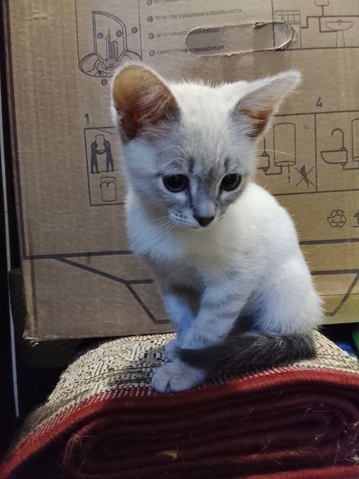 Отдам котенка в добрые руки. Мальчик