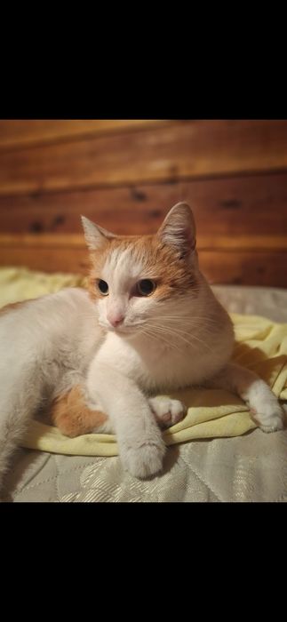 Котик бесплатно!