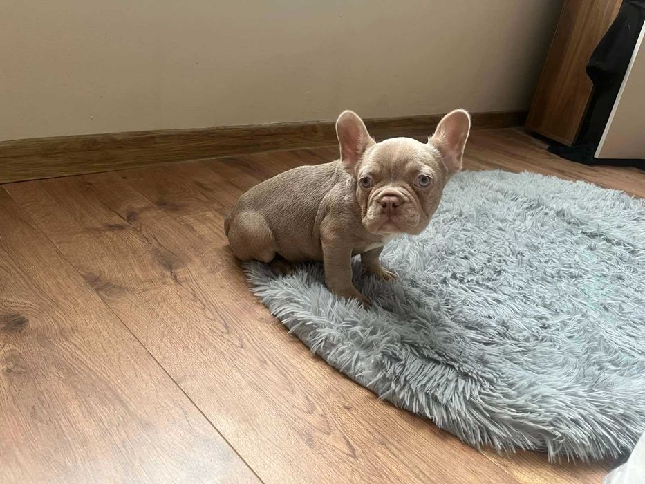 Френски булдог на 2месеца