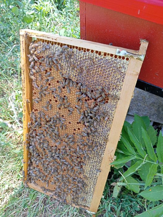 Отводки пчелни        .