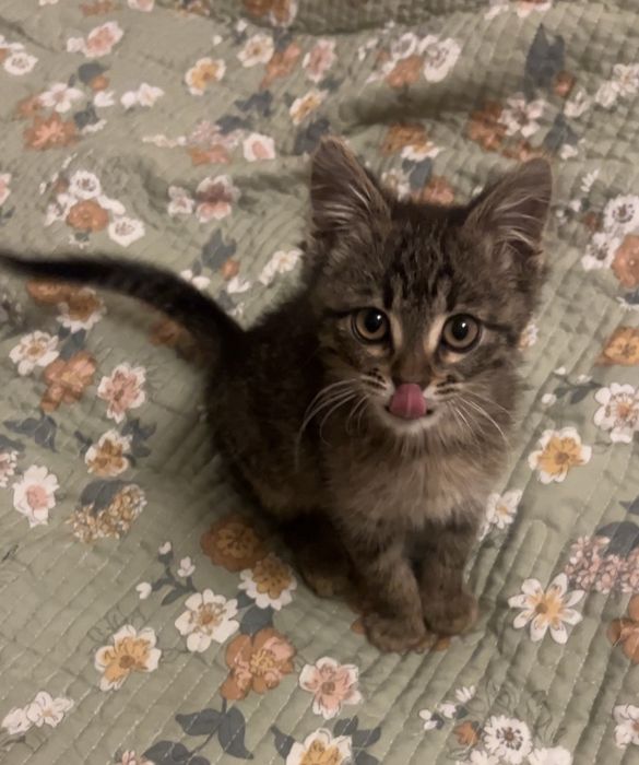 Отдам котенка в добрые руки, мальчик