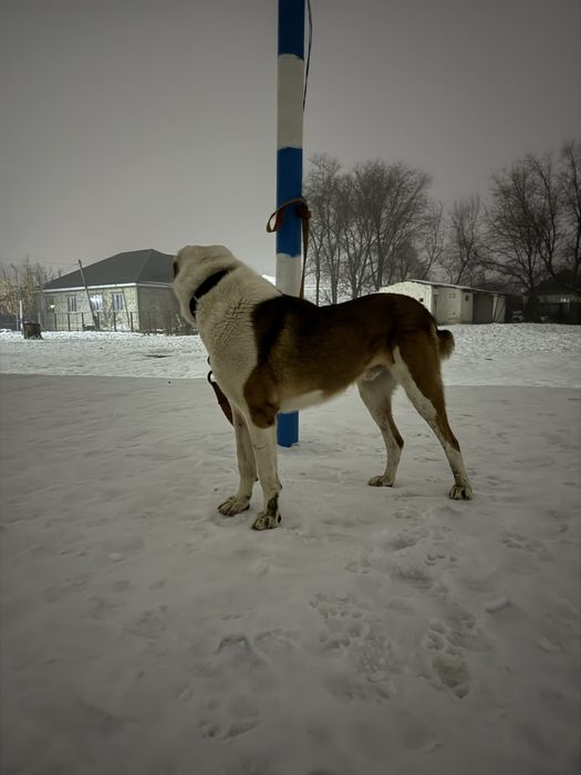 Ит жоғалды.Пропала собака САО.