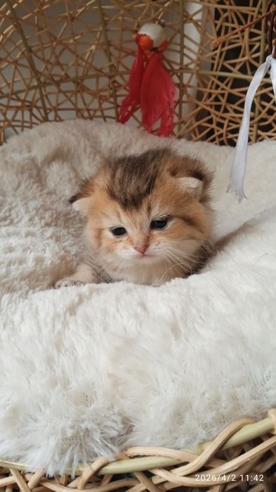 Britanski mushukchalar sotiladi