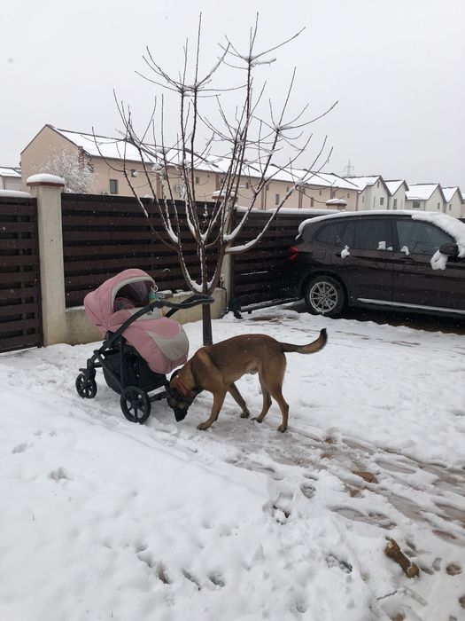 Carucior 3 în 1 Maggio Caramelo