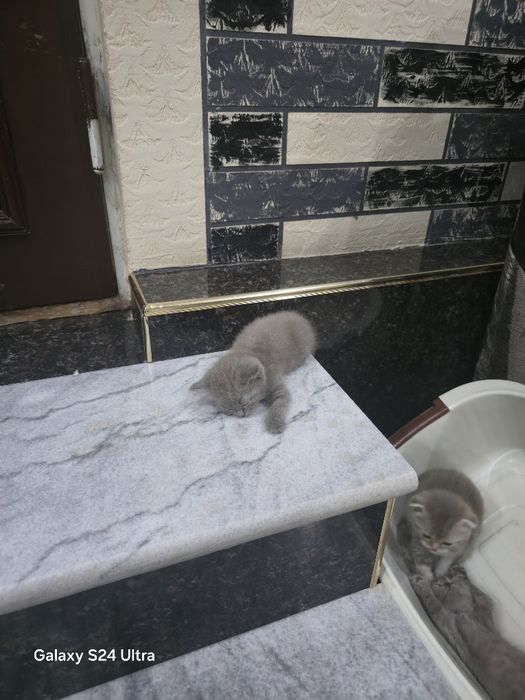 Мушукчалар сотилади