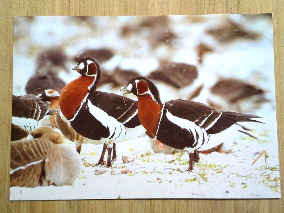 Колекция пощенски картички с авторски фотографии на животни