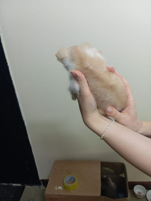 котик в добрые руки