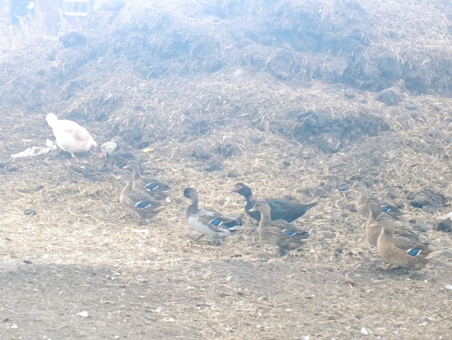 Продам подсадных уток