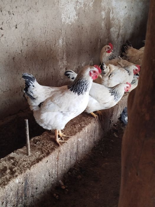 Адлер жұмыртқасы сатылады