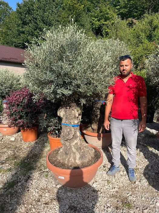 Măslini seculari calitate extra