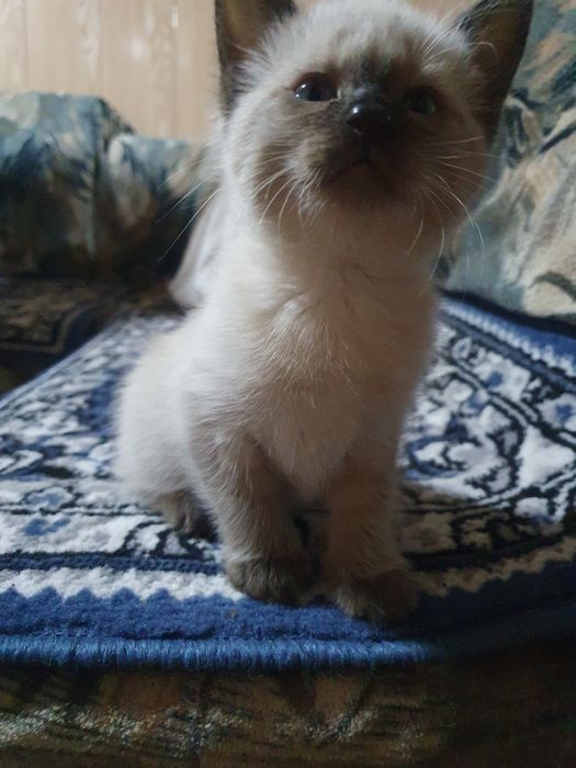 продаются сиамские котята