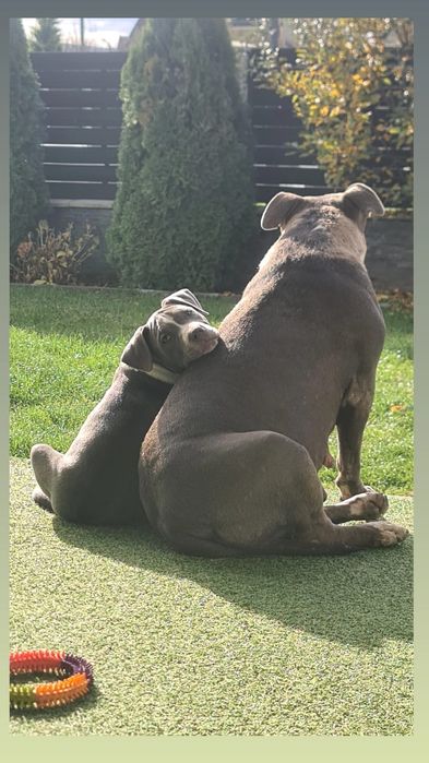 Femela Blue Amstaff 3 luni