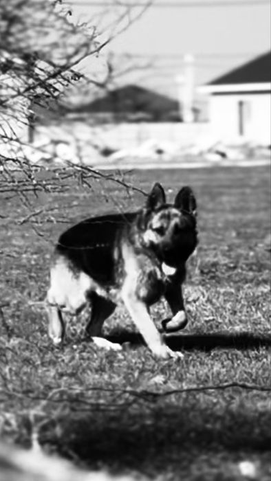 Немецская овчарка 2 год