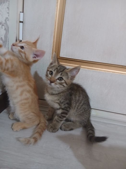 Hadyaga Mushuk bolalari