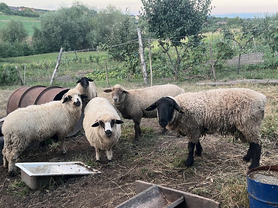 Vand cinci miei.