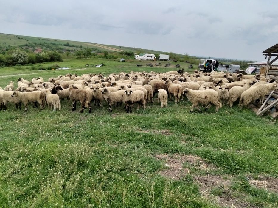 Vând miei 200 bucati